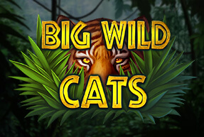 Big Wild Cats